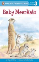 Baby Meerkats