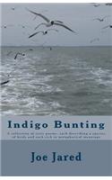 Indigo Bunting