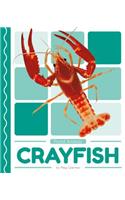 Crayfish