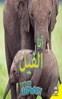 Elephant: Arabic-English Bilingual Edition