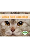 Gatos Fold Escoceses (Scottish Fold Cats)