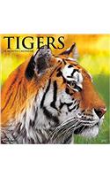 Tigers 2017 Wall Calendar