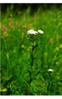 Achillea Millefolium Yarrow Flowers in France Journal: Take Notes, Write Down Memories in this 150 Page Lined Journal