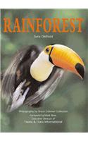 Rainforest