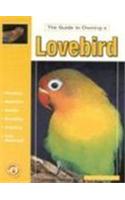 The Guide to Owning a Lovebird