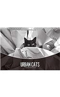 Urban Cats 2017: Black and White Photography (Calvendo Animals)