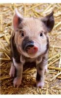 Baby Piglet Farm Animal Journal: 150 Page Lined Notebook/Diary