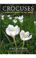 Crocuses