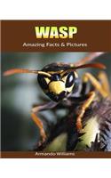 Wasp: Amazing Facts & Pictures