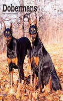 Dobermans 2022 Square