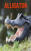 Alligator