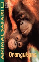 Animal Safari - Orangatangs