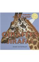 Giraffes / Jirafas