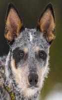 Australian Cattle Dog Blue Heeler: Artified Pets Journal/Notebook/Diary, 8 by 10 and 160 Pages