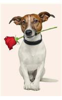 Jack Russell