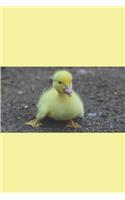 Duckling