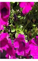 Beautiful Summer Geraniums 2019 Daily Planner 384 Pages: (Notebook, Diary, Blank Book)(2019 Planners Calendars Organizers Datebooks Appointment Books Agendas)
