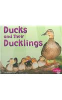 Ducks and Their Ducklings