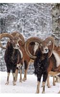 Mouflon Rams Wild Sheep on a Winter Day Journal: 150 Page Lined Notebook/Diary