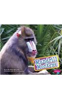 Mandrill Monkeys: (Monkeys)