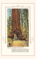 Vintage Journal Wawona, Mariposa Big Tree Grove