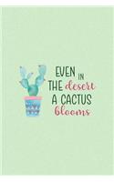 Even In Desert A Cactus Blooms
