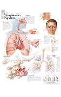 Respiratory System Paper Poster