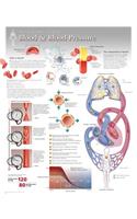 Blood & Blood Pressure Wall Chart: 8160