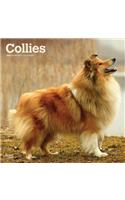 Collies 2020 Square Wall Calendar