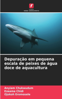 Depuração em pequena escala de peixes de água doce de aquacultura