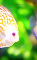 Poissons Discus Carnet de notes