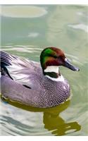 Falcated Duck Swimming in a Pond Journal
