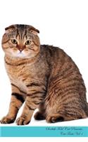 Scottish Fold Cat Presents
