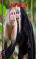 Capuchin