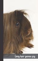 Long hair guinea Pig