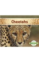 Cheetahs