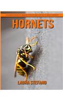 Hornets