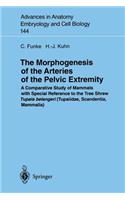 Morphogenesis of the Arteries of the Pelvic Extremity