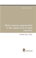 Motor Neuron Regeneration in the Spinal Cord of Adult Zebrafish