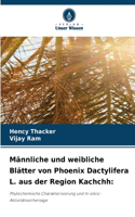 Männliche und weibliche Blätter von Phoenix Dactylifera L. aus der Region Kachchh