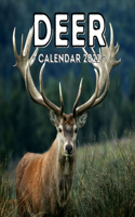 Deer Calendar 2021: 16-Month Calendar, Cute Gift Idea For Deer Lovers Women & Men