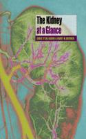Kidney At A Glance