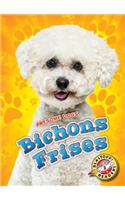 Bichons Frises