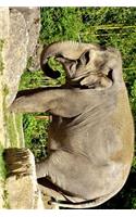 A Female Elephant Pachyderm Journal