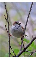 Little Sparrow Balanced on the Branches Journal: 150 Page Lined Notebook/Diary