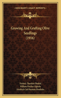 Growing And Grafting Olive Seedlings (1916)