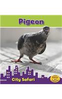 Pigeon: (City Safari)