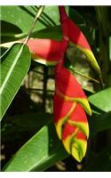 Hanging Lobster Claw Helliconia Rostrata Tropical Flower Journal: 150 page lined notebook/diary