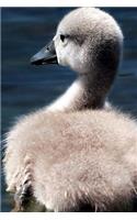 Cygnet Notebook