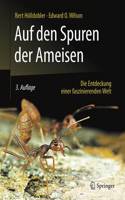 Auf Den Spuren Der Ameisen